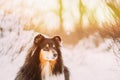 Close-up View Of Shetland Sheepdog, Sheltie At Snow Winter Forest. Pet Friendship Concept. Curious Playful Pet Outdoors Royalty Free Stock Photo