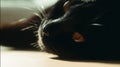 Close up of a black cat resting in sunlight with focus on its face Royalty Free Stock Photo