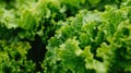 This close-up view showcases a bunch of fresh green lettuce leaves