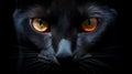 Intense Chiaroscuro Portrait Of A Black Cat With Orange Eyes