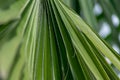 Close-up view showing the detail of beautiful tropical green fan leaf palm tree with blurry and soft focus background Royalty Free Stock Photo