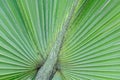 Close-up view showing the detail of beautiful tropical green fan leaf palm tree texture. Suitable for nature and aesthetic Royalty Free Stock Photo