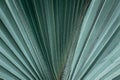 Close-up view showing the detail of beautiful tropical green fan leaf palm tree texture. Suitable for nature and aesthetic Royalty Free Stock Photo