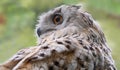 Close-up view of a Siberian Eagle Owl Royalty Free Stock Photo