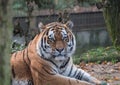 Close up view of a Siberian tiger Royalty Free Stock Photo