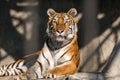 Close up view of a Siberian tiger Royalty Free Stock Photo