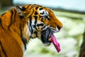 Close up view of a Siberian tiger or Panthera tigris altaica Royalty Free Stock Photo