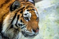 Close up view of a Siberian tiger or Panthera tigris altaica Royalty Free Stock Photo