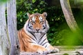 Close up view of a Siberian tiger (Panthera tigris altaica) looking at camera, super high resolution Royalty Free Stock Photo