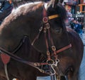 Close up view of the side of a beautiful horse`s head and neck