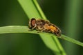 Close-up view of the side of a Caucasian fluffy fly flies hoverfly with wings Royalty Free Stock Photo