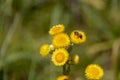 A honey bee on a yellow flower