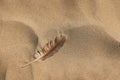 Close up view of single bird feather on beach sand Royalty Free Stock Photo