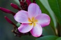 Close up view of a single blooming pink rainbow plumeria frangipani flower in an outdoor garden Royalty Free Stock Photo