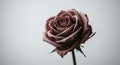 a close up view of a single dusty rose on plain background - generated using ai Royalty Free Stock Photo