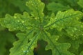 Single green oak leaf with water droplets Royalty Free Stock Photo