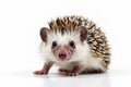 Close up view of a single hedgehog on bright white, no shadows, shadowless, closeup, tiny Royalty Free Stock Photo