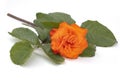 Wonderful  sparking orange Rose Royalty Free Stock Photo