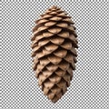Close-up view of a single pinecone with detailed texture and pattern Royalty Free Stock Photo