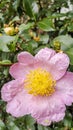 Close-up view of a single pink camellia flower in full bloom Royalty Free Stock Photo