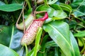 Close-up view of single red dotted Tropical pitcher plant Nepenthes, genus of carnivorous plants, also known as monkey cups