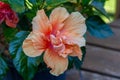 Close up view of a single salmon pink double hibiscus flower Royalty Free Stock Photo