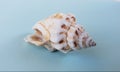 Close-up View of a Single Sea Shell Royalty Free Stock Photo