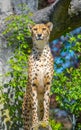 Close-up view of sitting cheetah