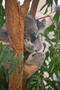 Close up view of sleeping Koala sitting on Eucalypt tree at Lone Koala Sanctuary