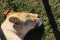 Close-up view of sleeping lioness