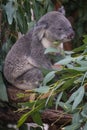 Close up view of sleepy Koala sitting on Eucalypt tree at Lone Koala Sanctuary