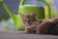 Close-up view of a sleepy yellow cat nursing her kittens with defocus green watering can background in the backyard Royalty Free Stock Photo