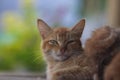 A sleepy yellow cat nursing her kittens with defocus green watering can background in the backyard Royalty Free Stock Photo