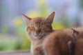 a sleepy yellow cat nursing her kittens with defocus green watering can background in the backyard Royalty Free Stock Photo