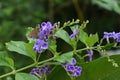 Close up view of a Small Branded Swift butterfly sitting on a purple color flower Royalty Free Stock Photo