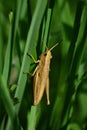 Close up view of a small brown common cricket or grasshopper peeking out from between green leaves, in portrait format Royalty Free Stock Photo
