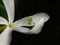 Flower Spider on a Natal Plum tree flower. Royalty Free Stock Photo