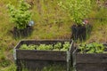 Close up view of small garden in plastic pots and pallet collars. Beautiful nature backgrounds.