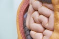 Close-up view of small intestines in body model Royalty Free Stock Photo