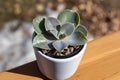 Close up view of a small potted echeveria succulent houseplant