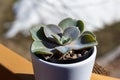 Close up view of a small potted echeveria succulent houseplant