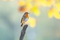 Close-up view of a small Robin perched atop a thin tree branch