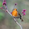 Close-up view of a small Robin perched atop a thin tree branch