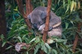 Close up view of small sleeping Koala sitting on Eucalypt tree at Lone Koala Sanctuary Royalty Free Stock Photo