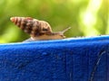 Spiral shell snail