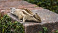 Close up view of small squirrel on the concrete block in the gar Royalty Free Stock Photo