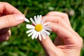 Close up view of small white floret chamomile with petals teared off one by one on bright sunlight, guess game.