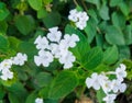 A close-up view of small white flowers with the leaves Royalty Free Stock Photo