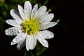 Close up view of a small white nondescript meadow flower that is full of dew drops in the spring in the morning against a dark