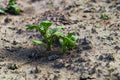 Close-up view of small young potato plant growing on the soil. Potato bush in the garden. Healthy young potato plant. Royalty Free Stock Photo